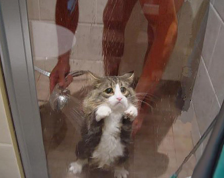 Коты из сети
