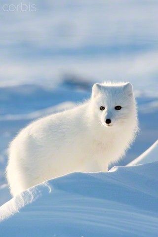 Самые смешные животные