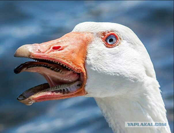 Узбагойся, гусыня!