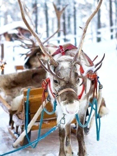 Самые смешные животные