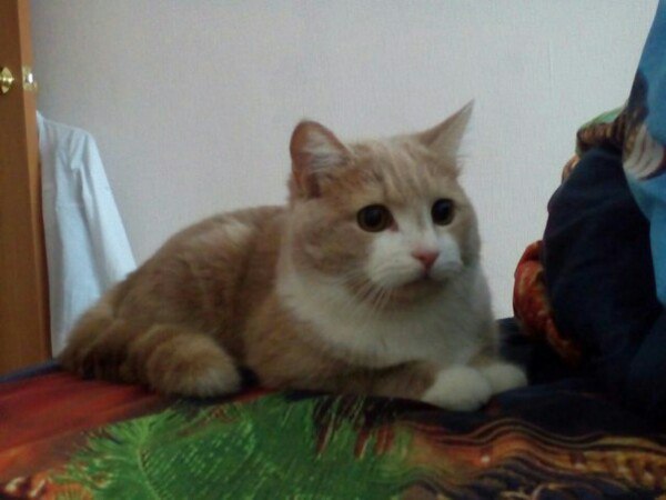 Коты и Кошки