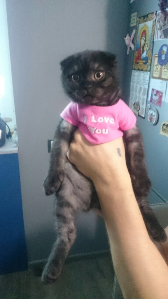 Коты и Кошки
