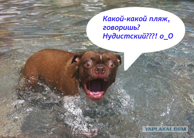 Жабельный собакен
