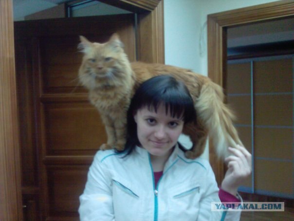Образец договора с Котом