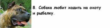 13 причин, почему холостяки предпочитают собаку