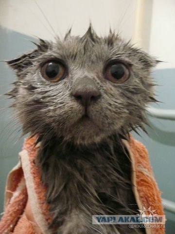 Котовторник 27.03.2012