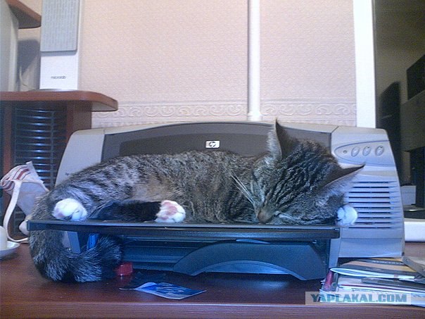 Котовторник  14.08.2012.
