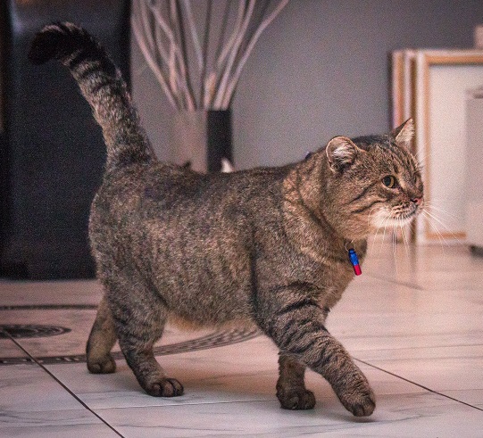 Прикольных котов пост