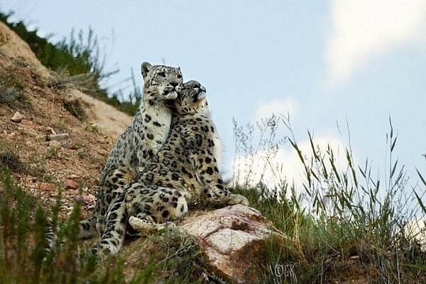 Живность из сети