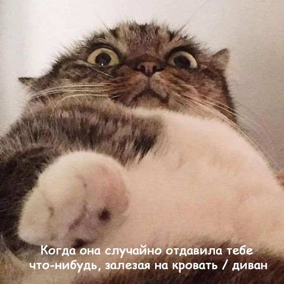 Женщины - они как кошки