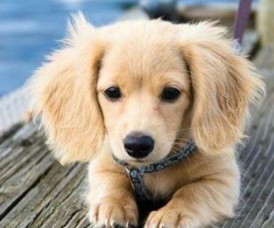 Подборка диких помесей собак