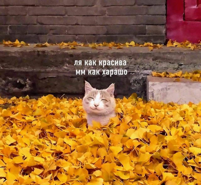 Картинки и мемы для настроения - 111