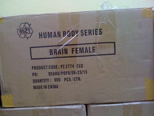 Мозг женский.