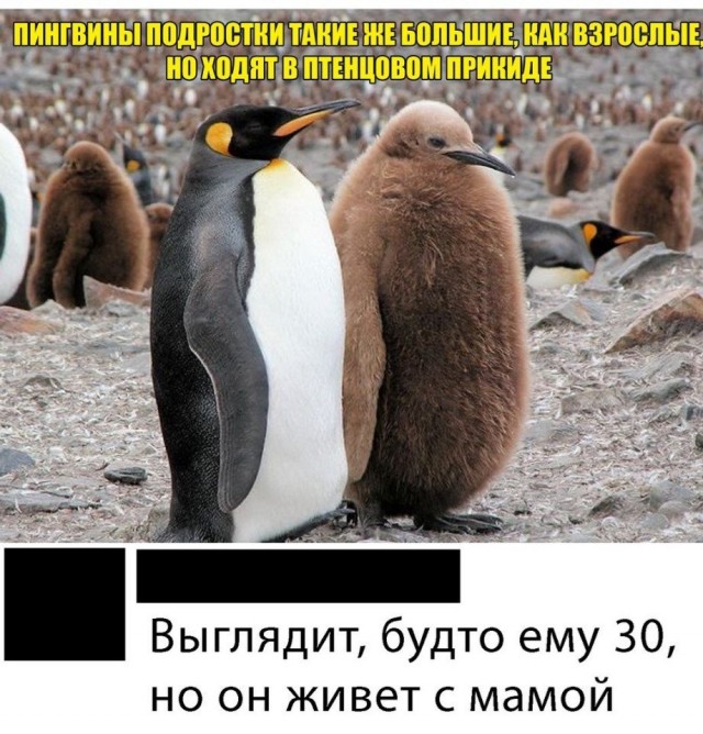 Картинки и мемы для настроения - 131
