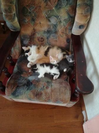 Высшая степень кошачьего доверия