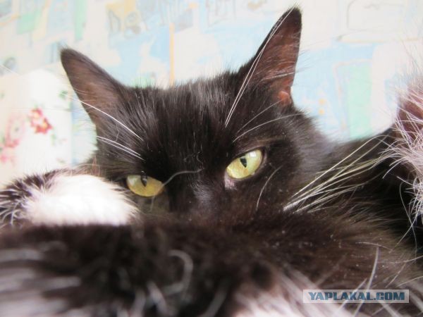 Котовторник 04.06.2013