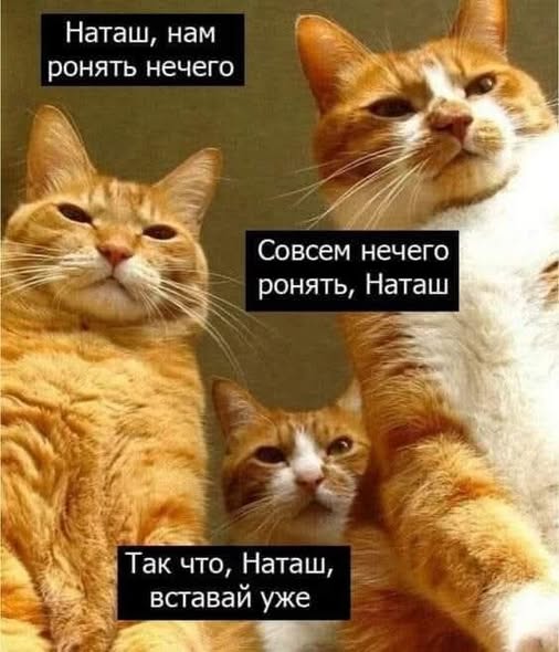 Веселые картинки в маленькую пятницу (03.12)
