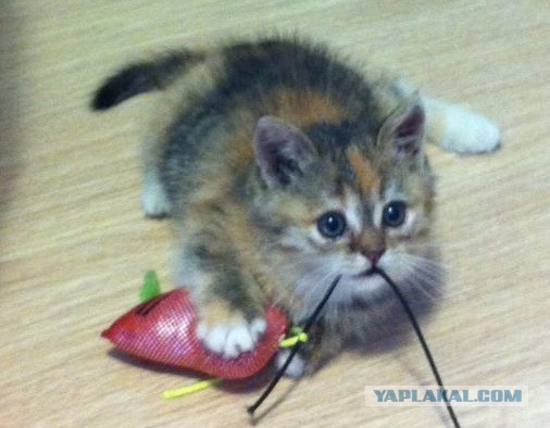 Спасение кошки и 4 котят