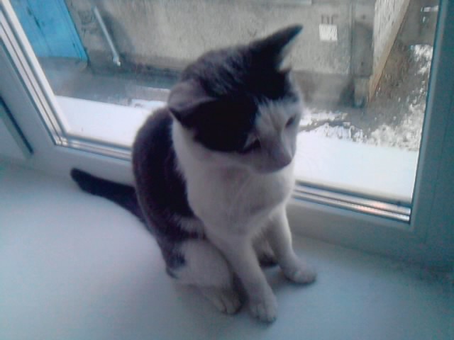 Котовторник 05.03.13