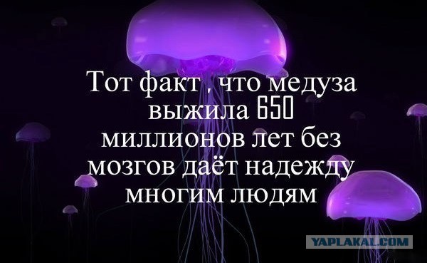 Смех сквозь слёзы