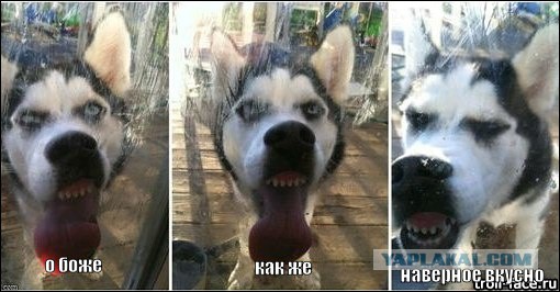 Плов для тех, кому кричат: ЭТА НИ ПЛОВ!