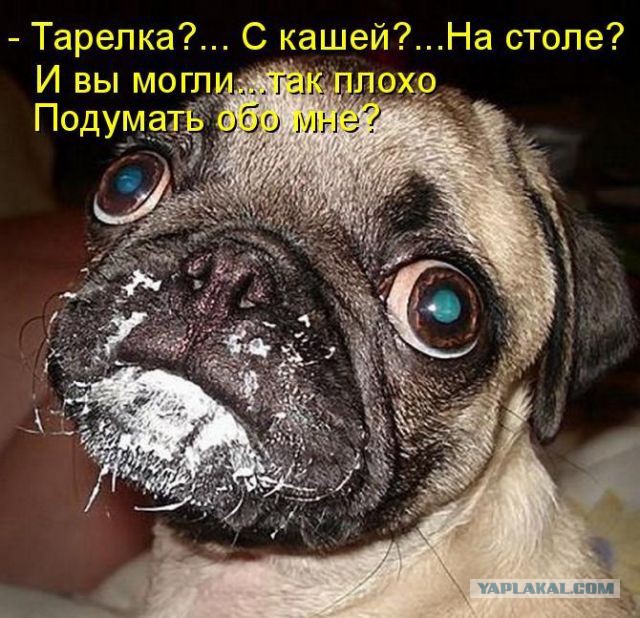 Немного братьев наших меньших! ЧЕТВЕРГ