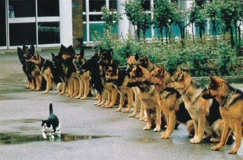 Котовторник
