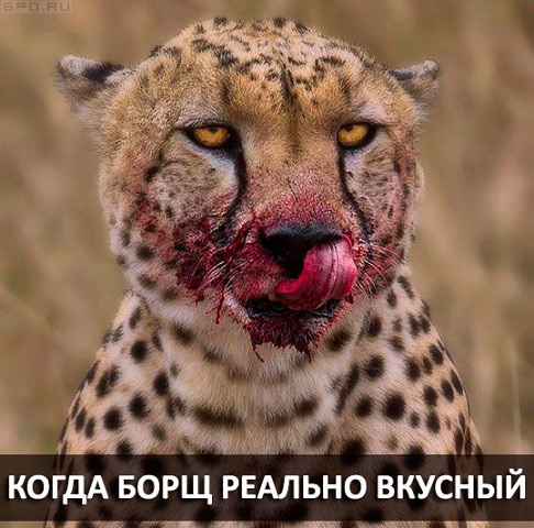 Картинки из Интернетов