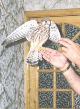 Бывает выйдешь на балкон, а тут такая птичка тебя дожидается