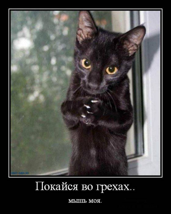 Мой кот, мои правила!