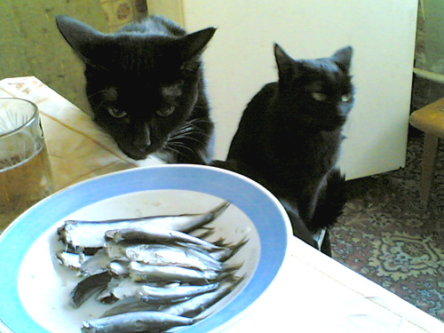 Вторничные кошаки