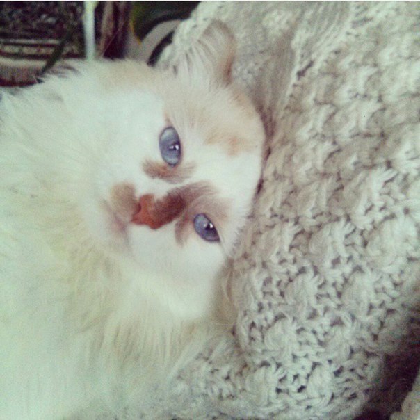 Котовторник 04.10.16