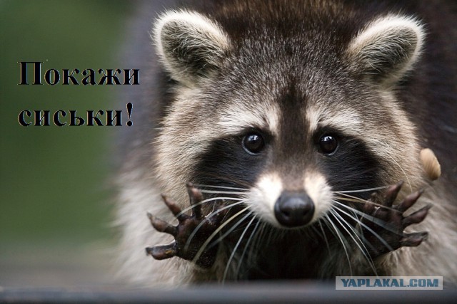 Беседы о жизни, сиськах и тернистом пути бухадо
