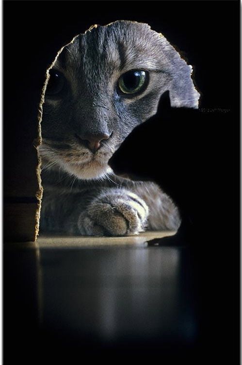 Коты из сети