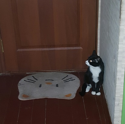 Котовторник  14.02.2017