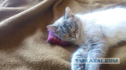 Котовторник 18.04.2017