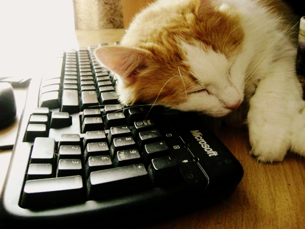 Коты и Кошки