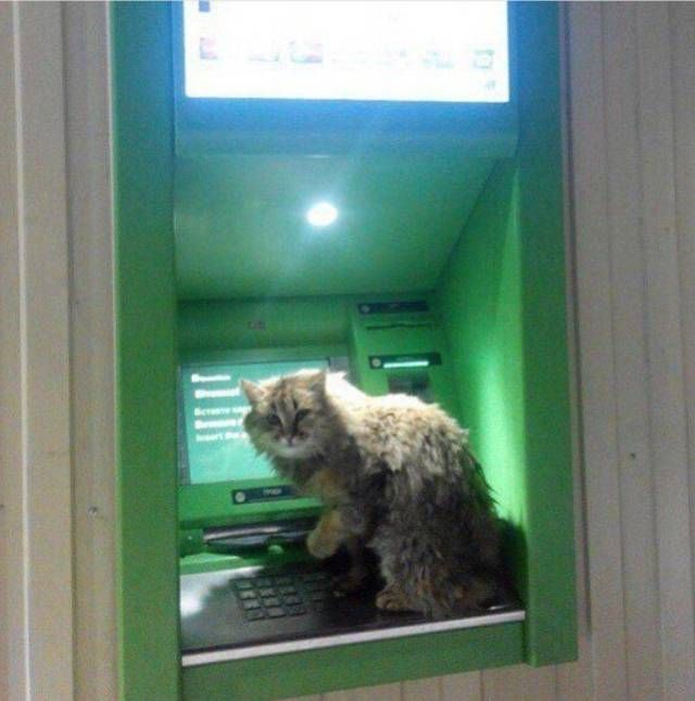 Коты и Кошки