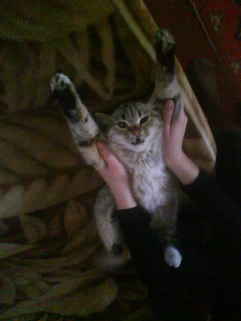 Коты и Кошки