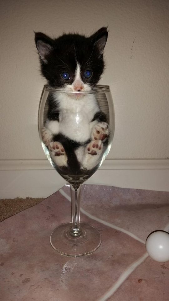 Коты и Кошки