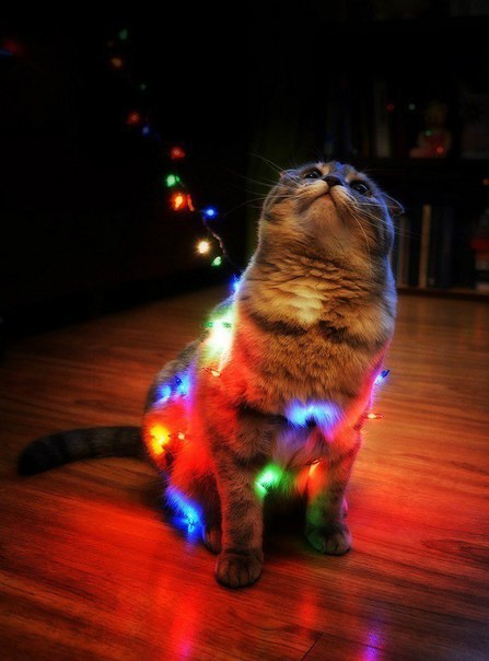 Коты и Кошки