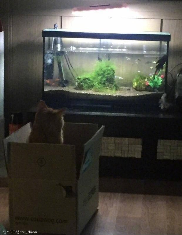 Прикольных котов пост