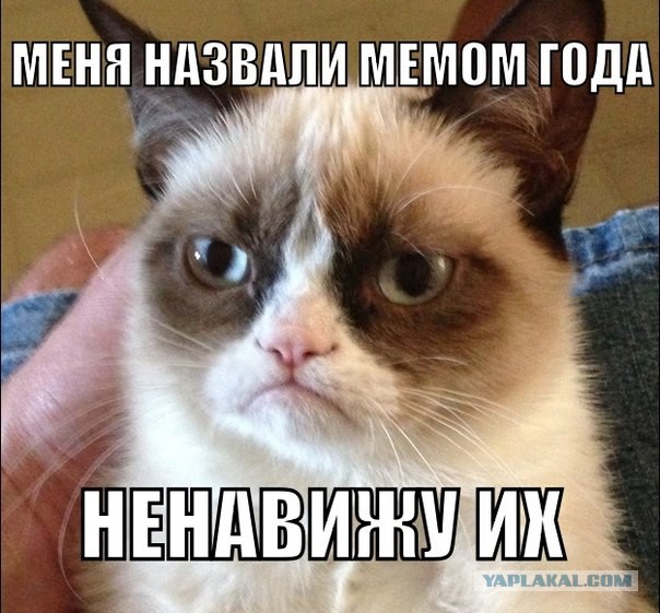 Хозяйка кошки Grumpy Cat отсудила более 700 тысяч долларов за нарушение авторских прав