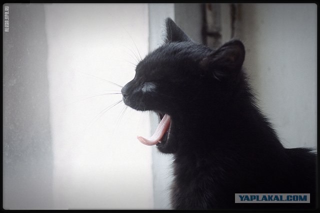 Котовторник на ЯПлакалъ (13.05.08)