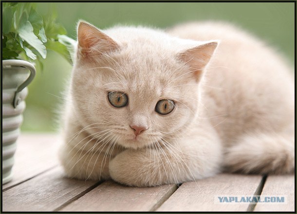 Даёшь Котовторник на ЯПе! (29.07.08)