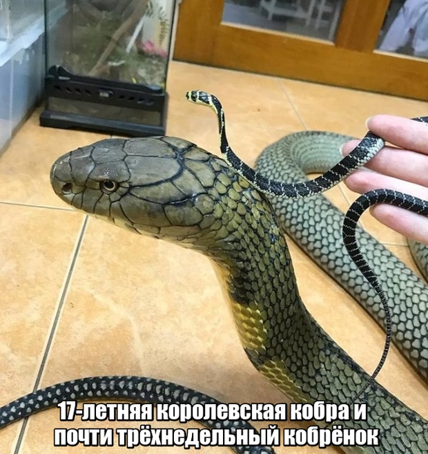 Милые животные. Мимиметр сломался