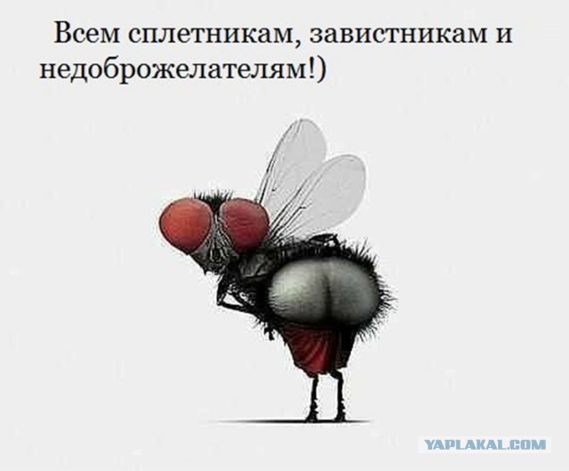 Мифы и правда о мухах