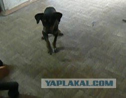 Накорми бездомного кота