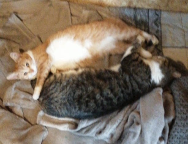 Начнем котоФторник?