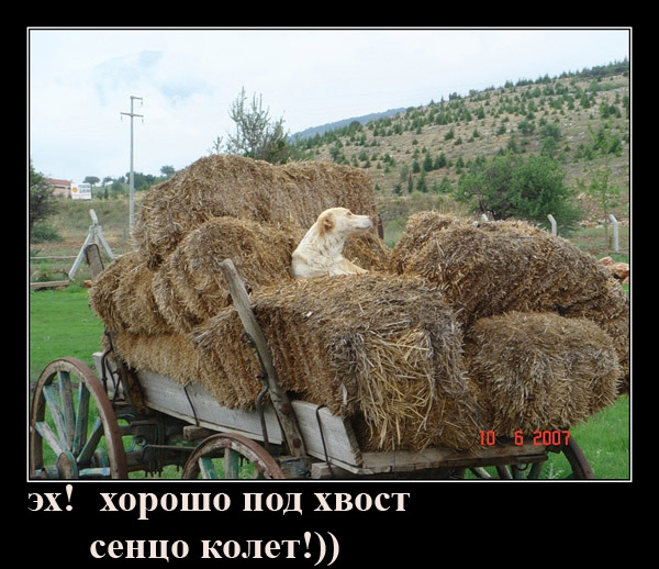 Простое человеческое счастье в картинках